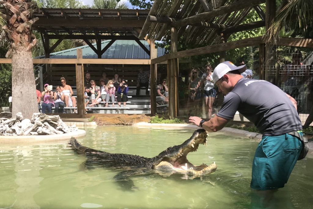 Animal encounters at Wild Florida