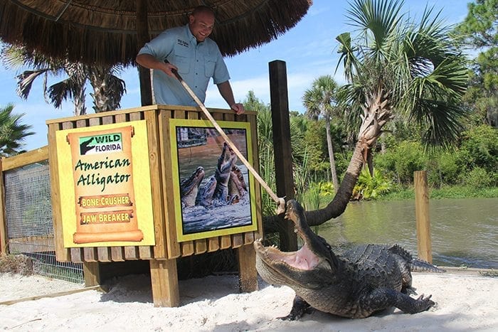 Gator Park at Wild Florida