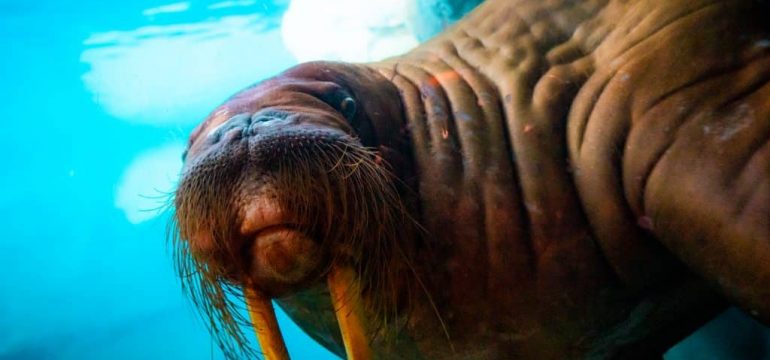 Wild-Arctic-at-SeaWorld-Orlando-1024x683.jpg