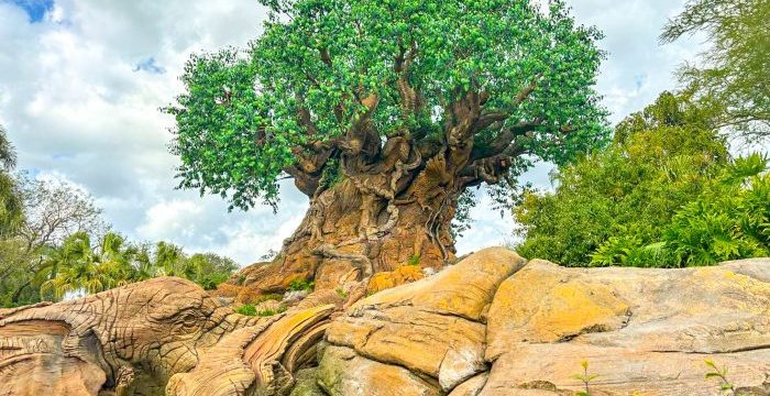 2024-wdw-atmo-dak-animal-kingdom-tree-of-life-stock-700x477.jpg