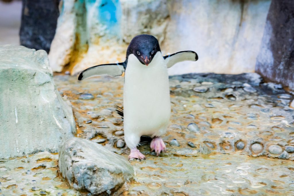 Penguin Trek at SeaWorld Orlando