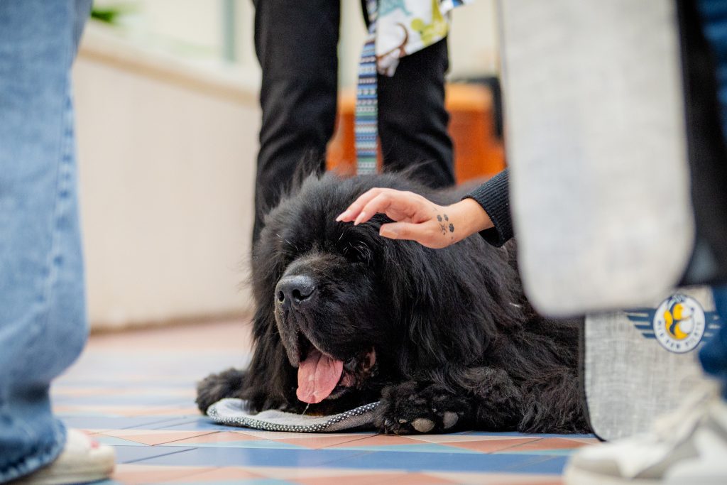 MCO Paw Pilots at Orlando International Airport