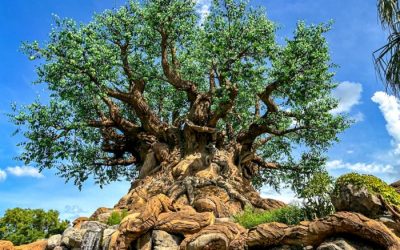 2024-wdw-disneys-animal-kingdom-tree-of-life-stock-700x525.jpg