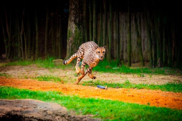 Cheetah-Busch-Gardens-Tampa-Bay-1024x683.jpg