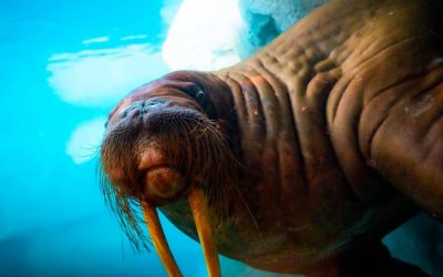 Wild-Arctic-at-SeaWorld-Orlando-1024x683.jpg