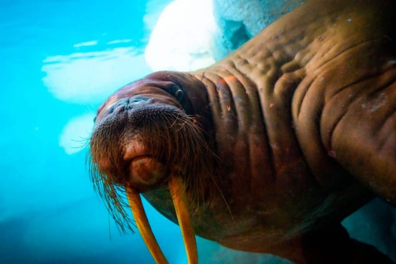 Wild-Arctic-at-SeaWorld-Orlando-1024x683.jpg